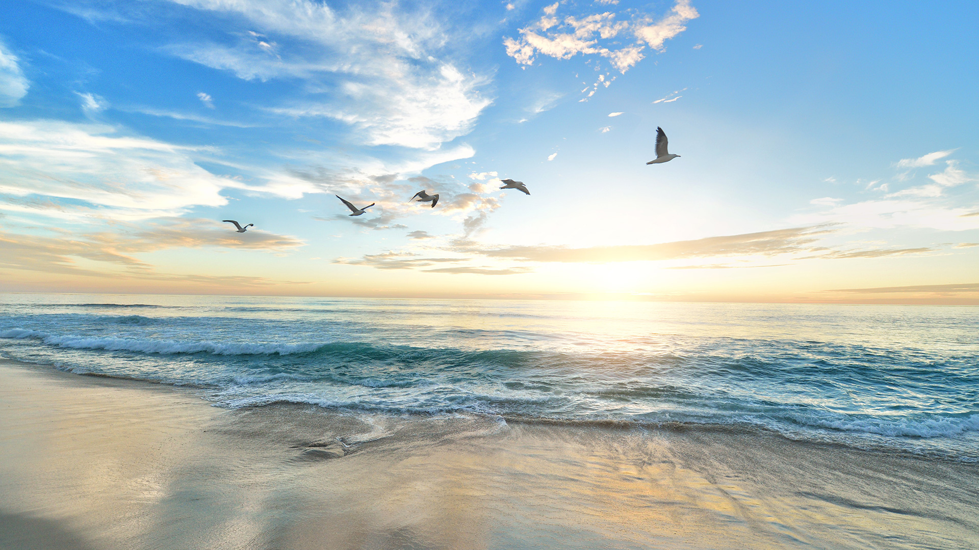 five-birds-flying-on-the-sea