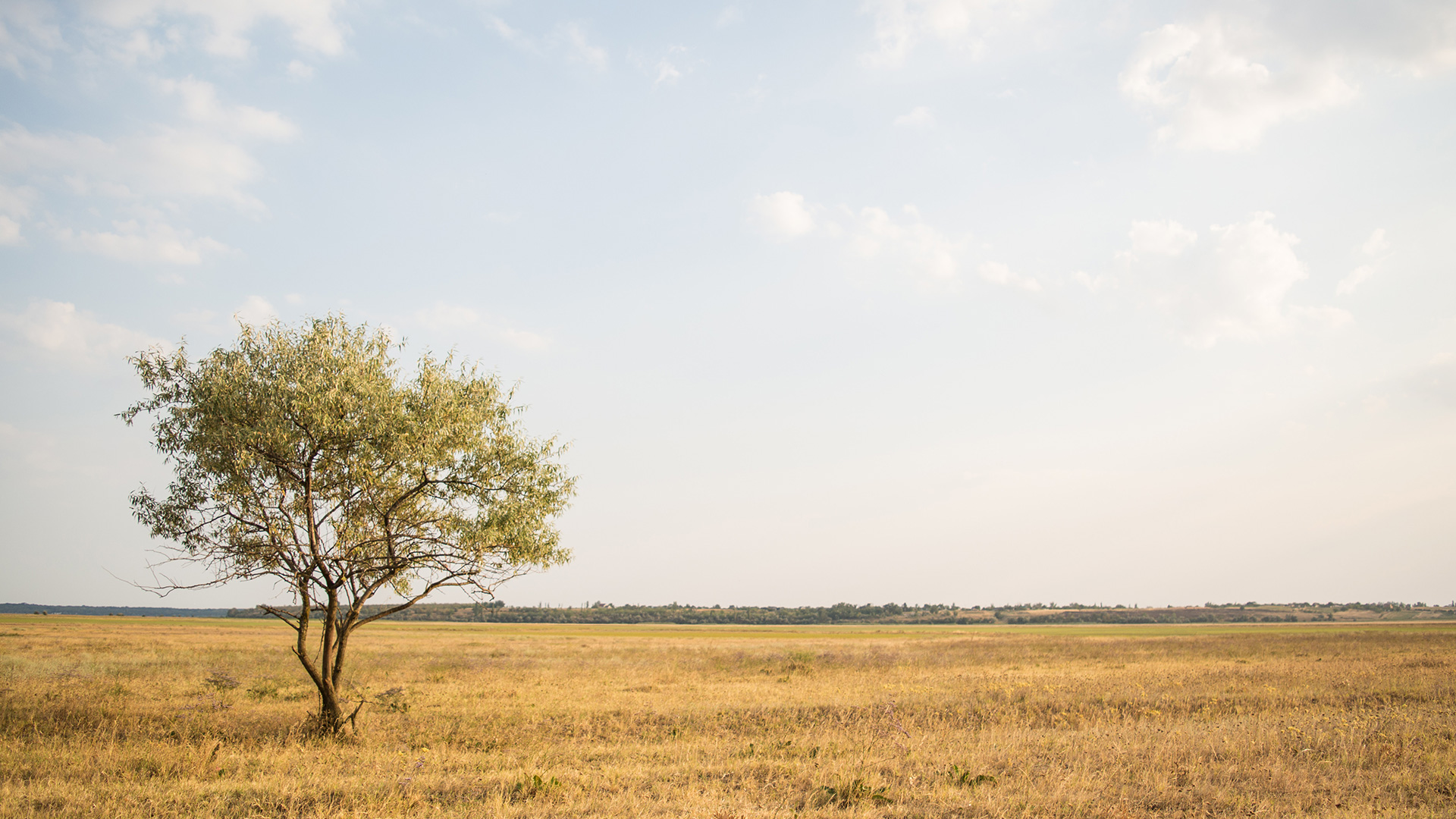 green-leafed-tree-near-withered-grass