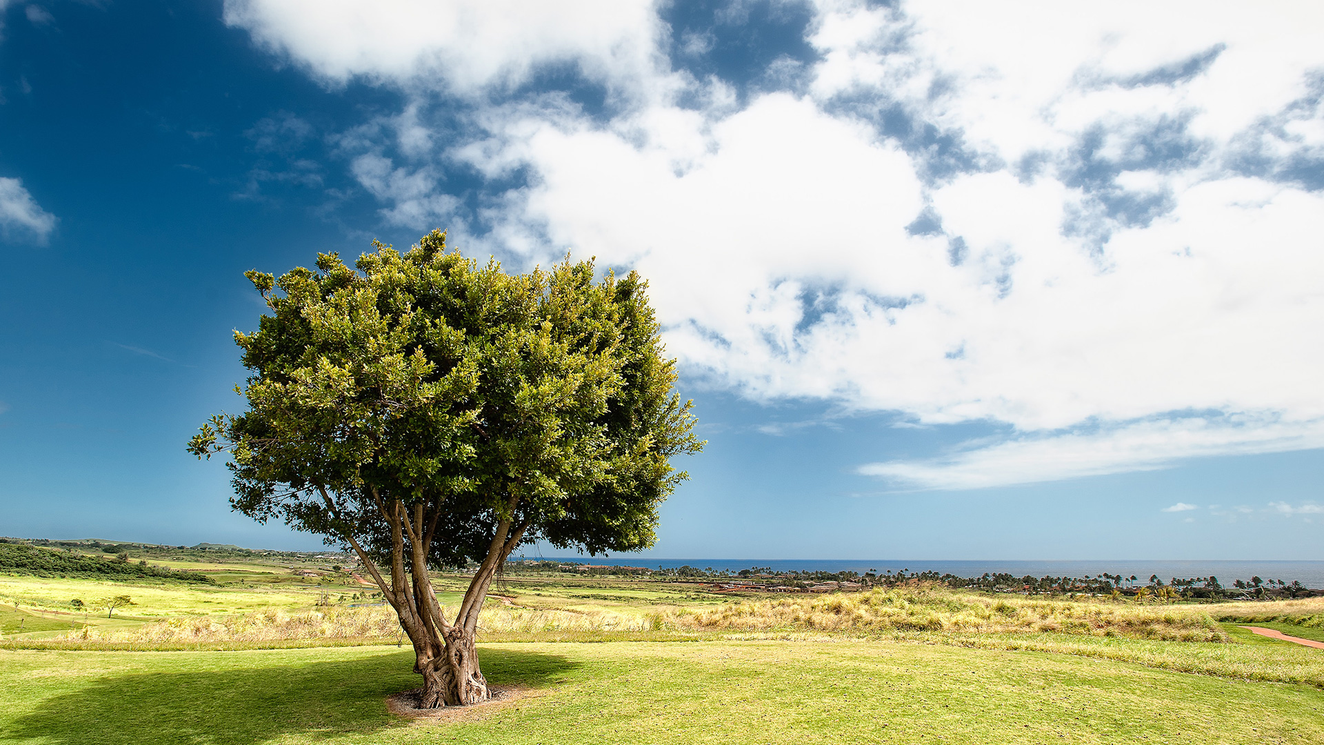 green-leaf-trees-under-blue-sky