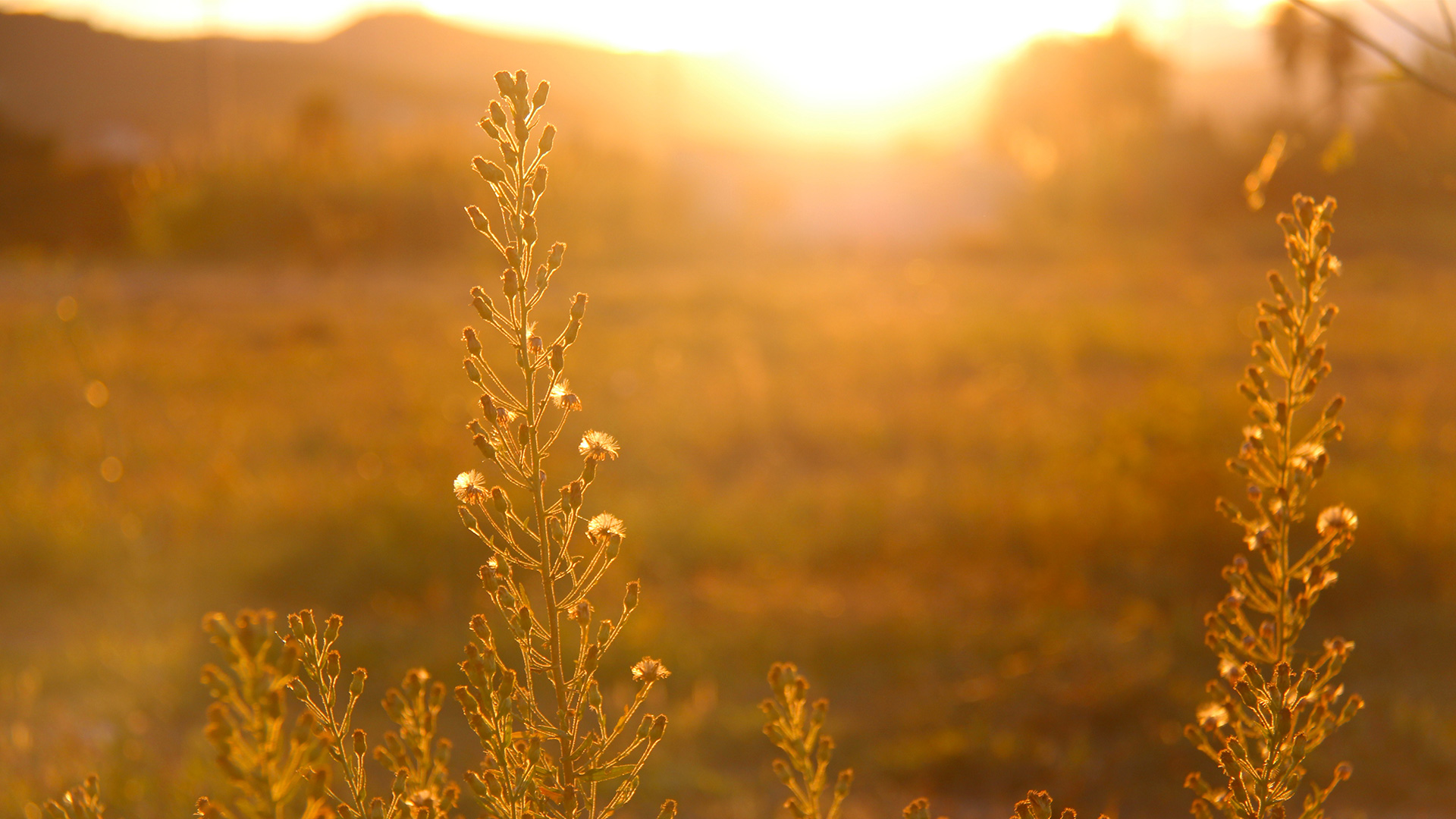 sun-lighting-grass-field