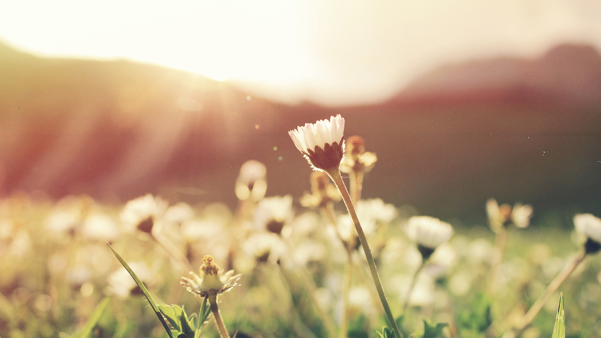 white-petaled-flowers