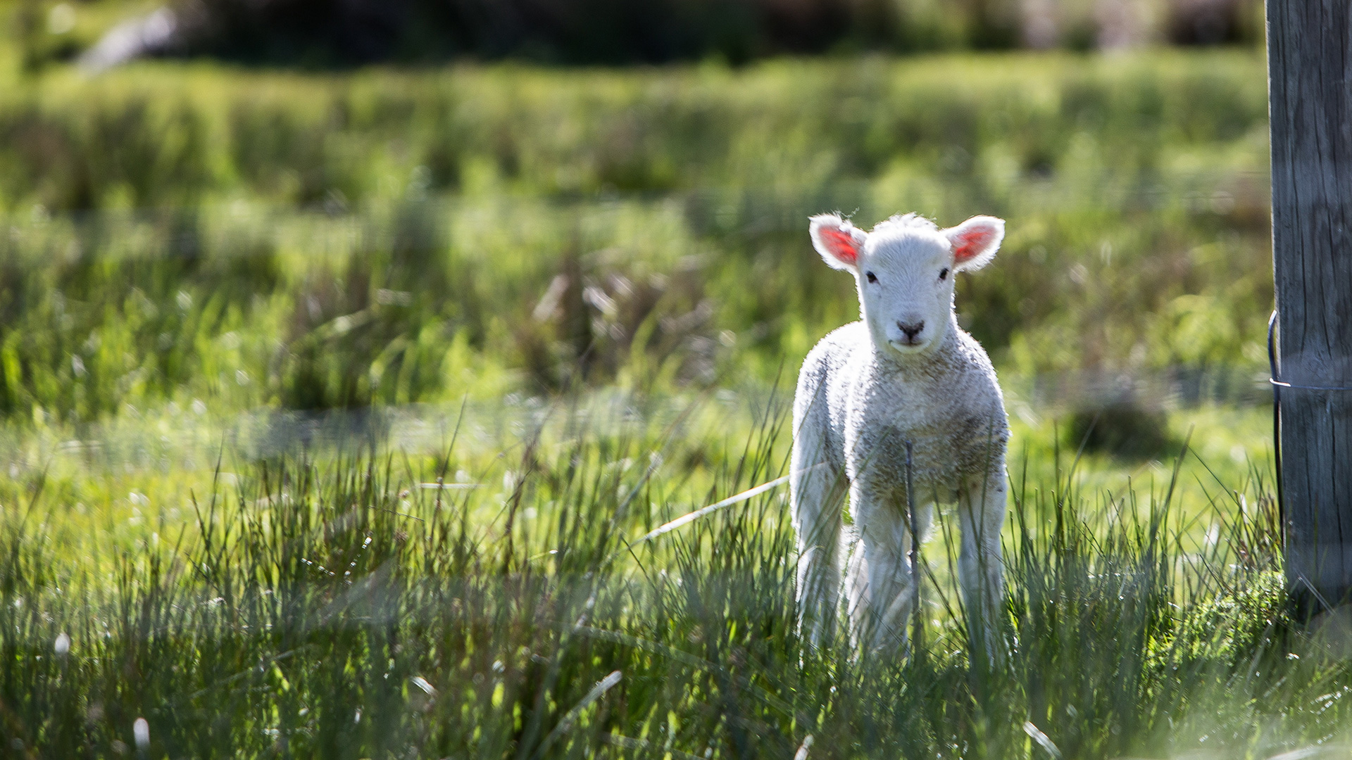 Lamb-in-Grass