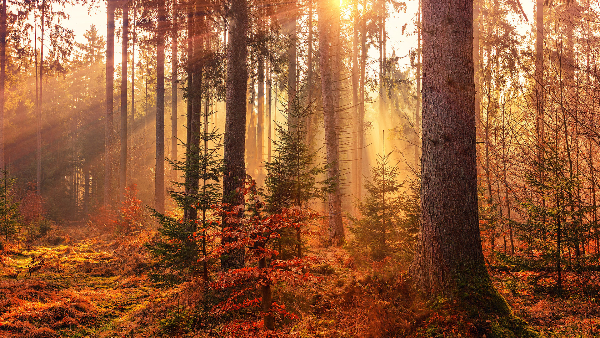 forest-heat-by-sunbeam