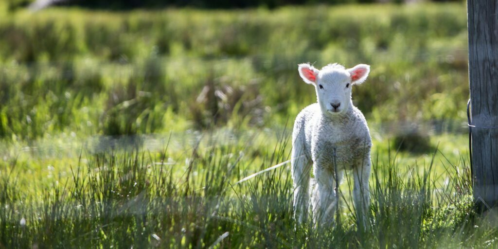 Lamb-in-Grass