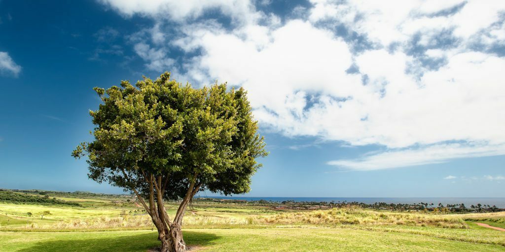 green-leaf-trees-under-blue-sky