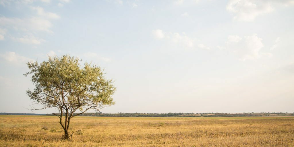 green-leafed-tree-near-withered-grass