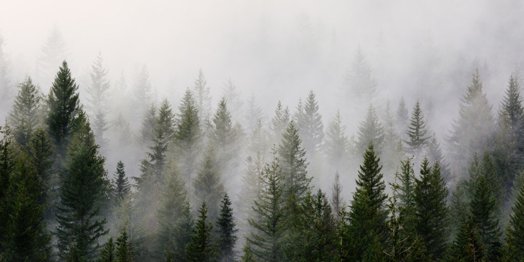green-pine-trees-with-fog