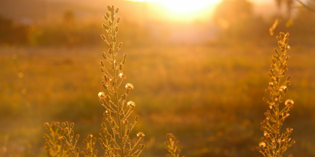 sun-lighting-grass-field