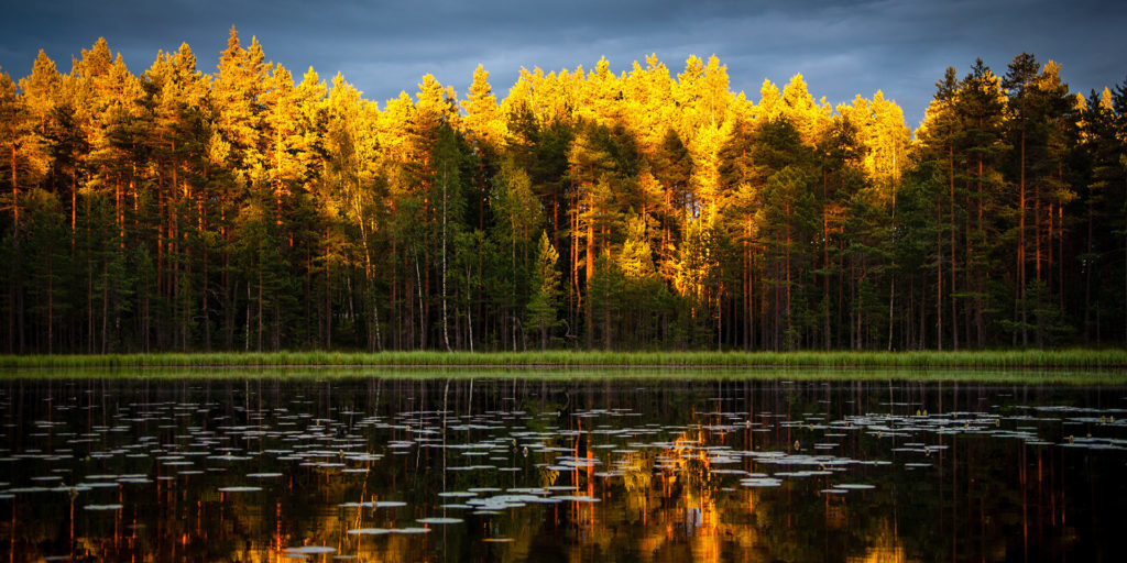 yellow-and-green-leafed-trees-reflecting-lake
